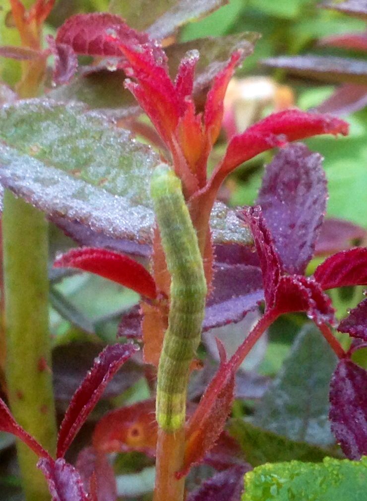  photo worm0903a_zpsaaee840f.jpg