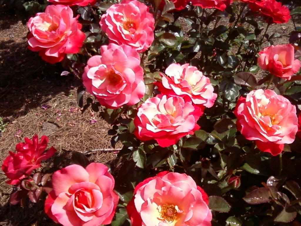  photo zcolorific0629_zps4cb3cb38.jpg