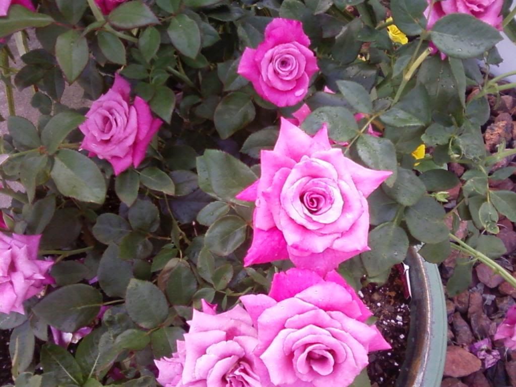  photo zdb0707_zps13ed0fe3.jpg