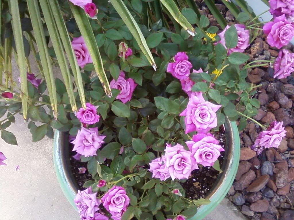  photo zdb0707a_zps3ba469f1.jpg