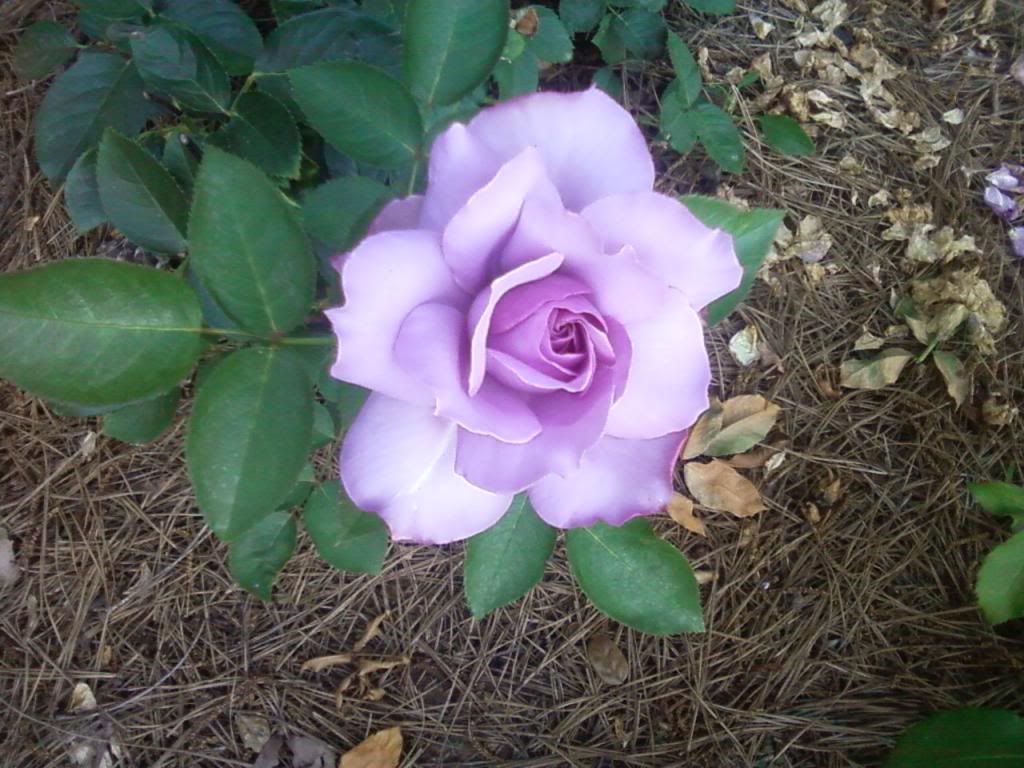  photo zlovesong0627a_zps63eee6e2.jpg