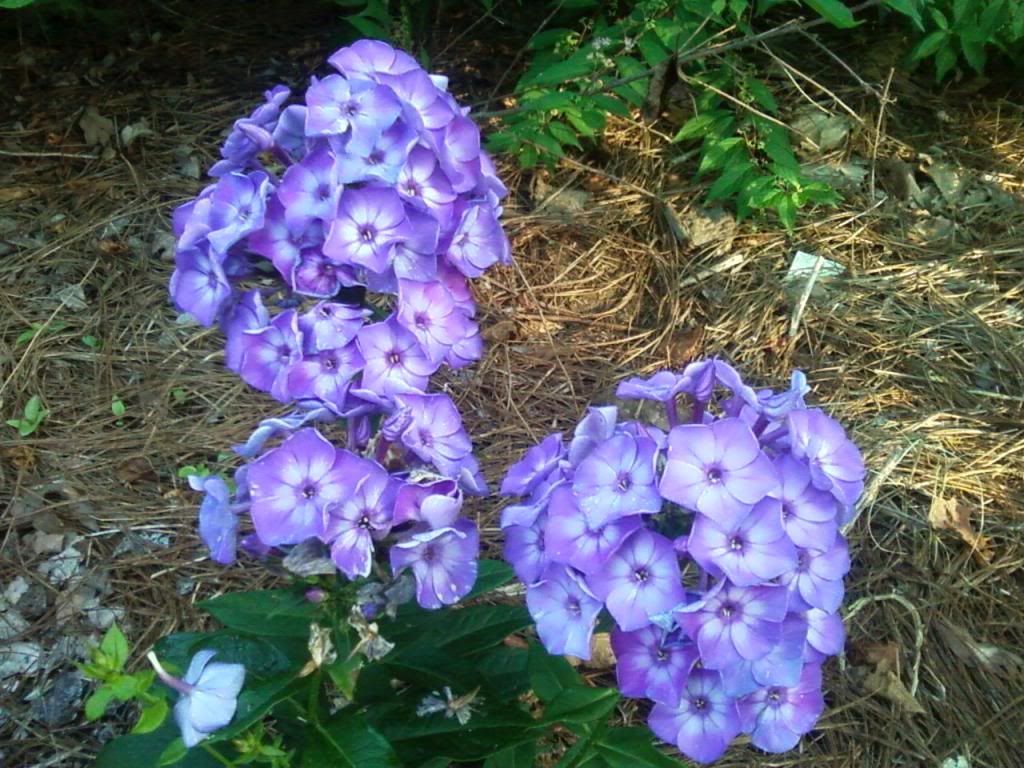  photo zphloxlaura0701_zpsa4caeb43.jpg