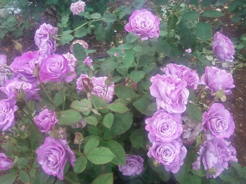  photo zsib0712a_zps80a3c23c.jpg