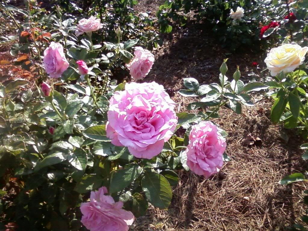 photo zsweetsurrender0622_zps5a1dcbfb.jpg