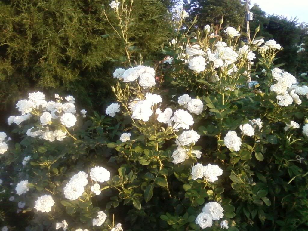  photo zzmoondance0715a_zps972d08c2.jpg