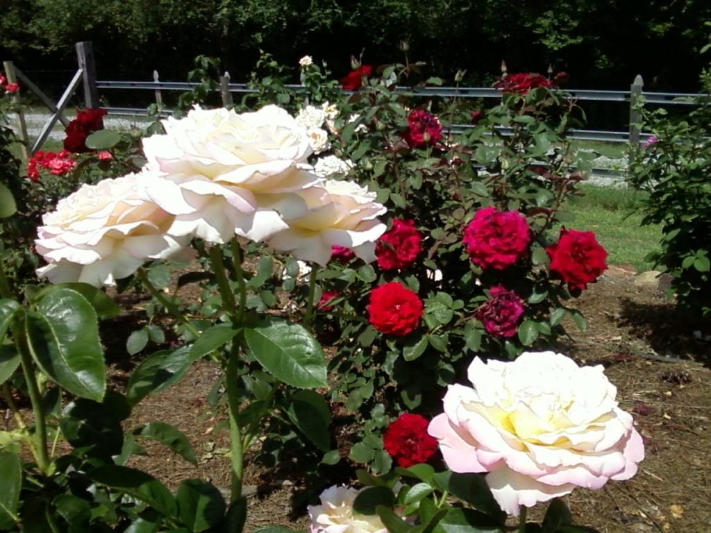 photo zzpeacewithlp0629_zps1e006be2.jpg