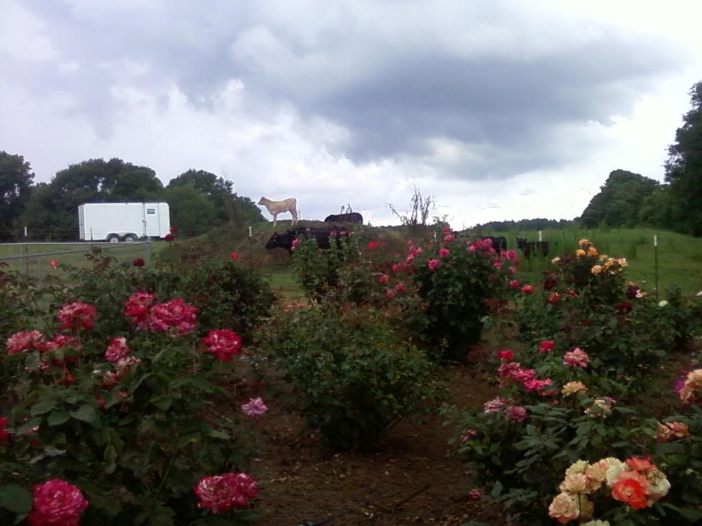 photo zzrosegarden0720_zpsfd1b09c8.jpg