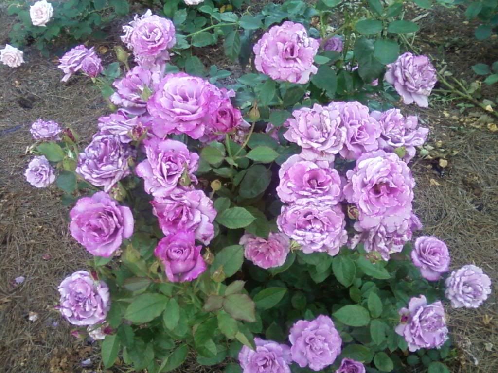 photo zzstb0714a_zps6e66a8be.jpg