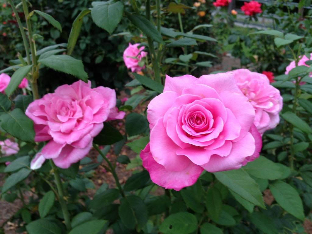 photo zzsweetsurrender0805_zps6d94805b.jpg