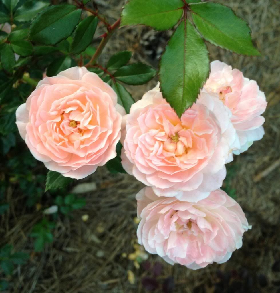 photo zzzad0827c_zpscdbe66bc.jpg