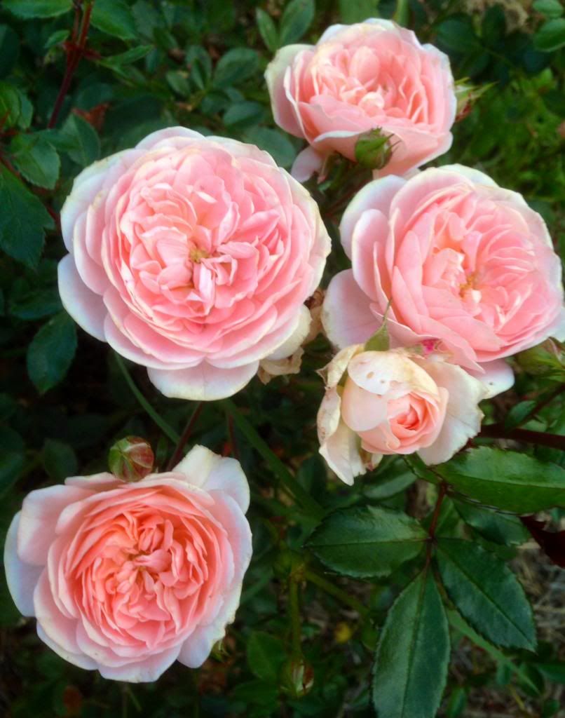  photo zzzad1020_zps5be1bce6.jpg