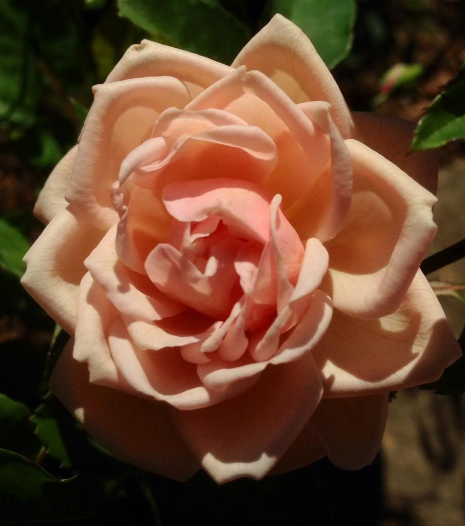  photo zzzarethusa1018a_zpsb6de2142.jpg