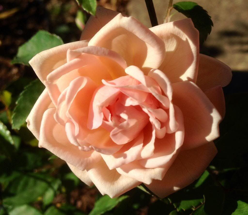  photo zzzarethusa1018b_zps99dc6373.jpg