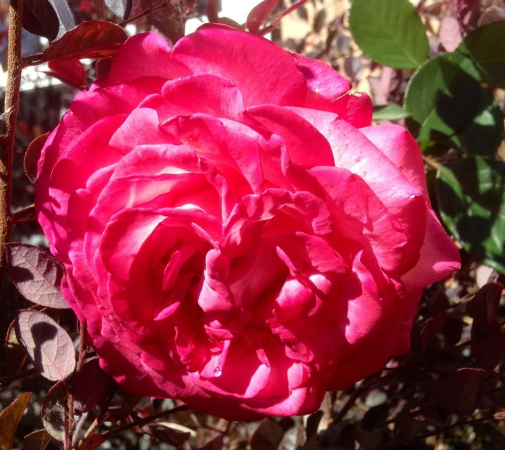  photo zzzbm1011a_zps203f67a9.jpg