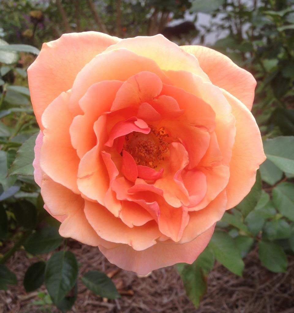  photo zzzbs0907b_zps4b03b1b3.jpg