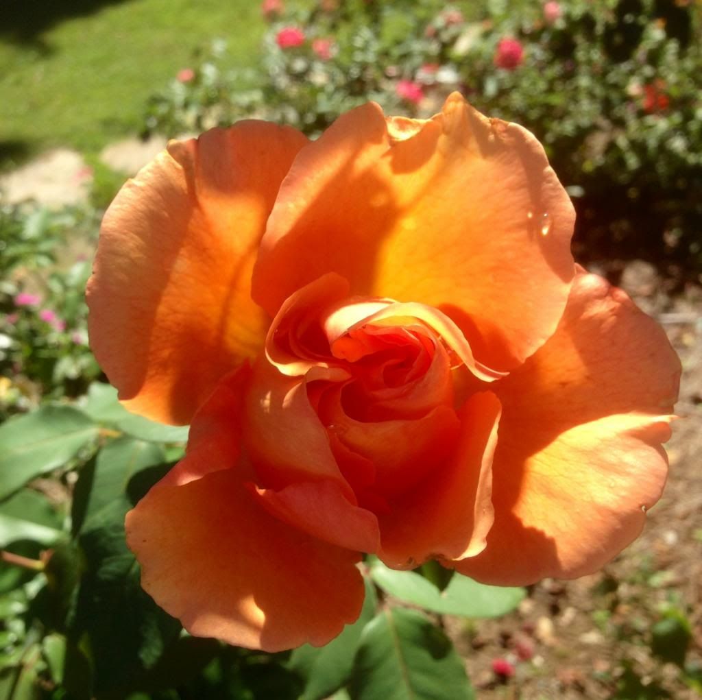  photo zzzbs0921a_zps2f072ad6.jpg