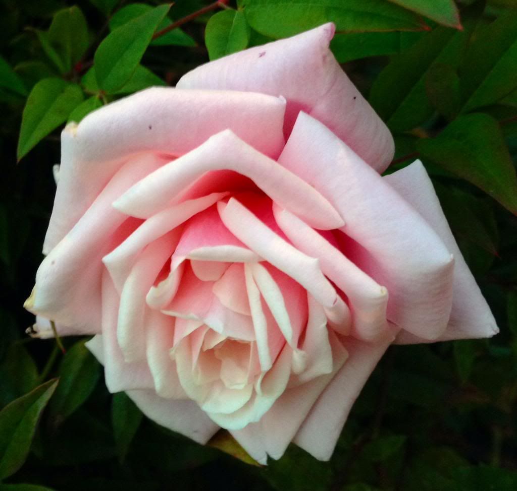  photo zzzbt1026b_zps714024f9.jpg