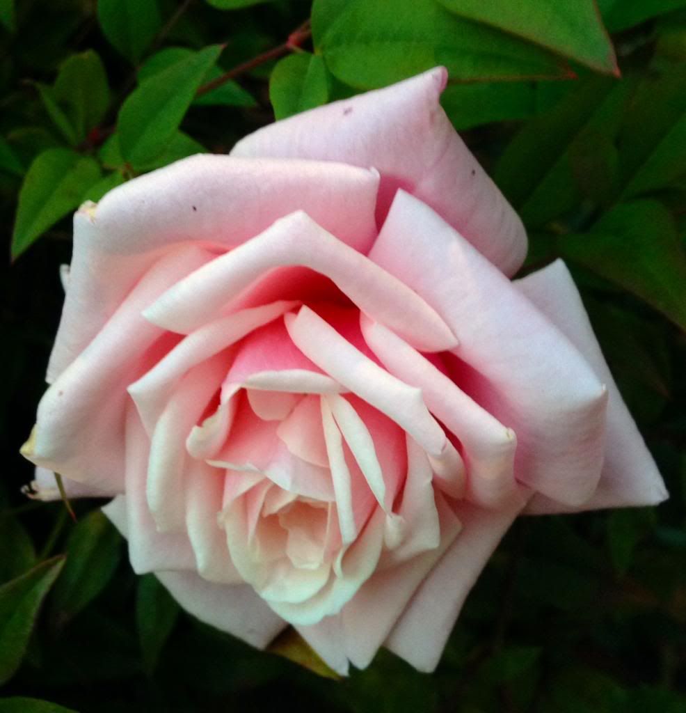 photo zzzbt1026c_zpsab4b4bff.jpg