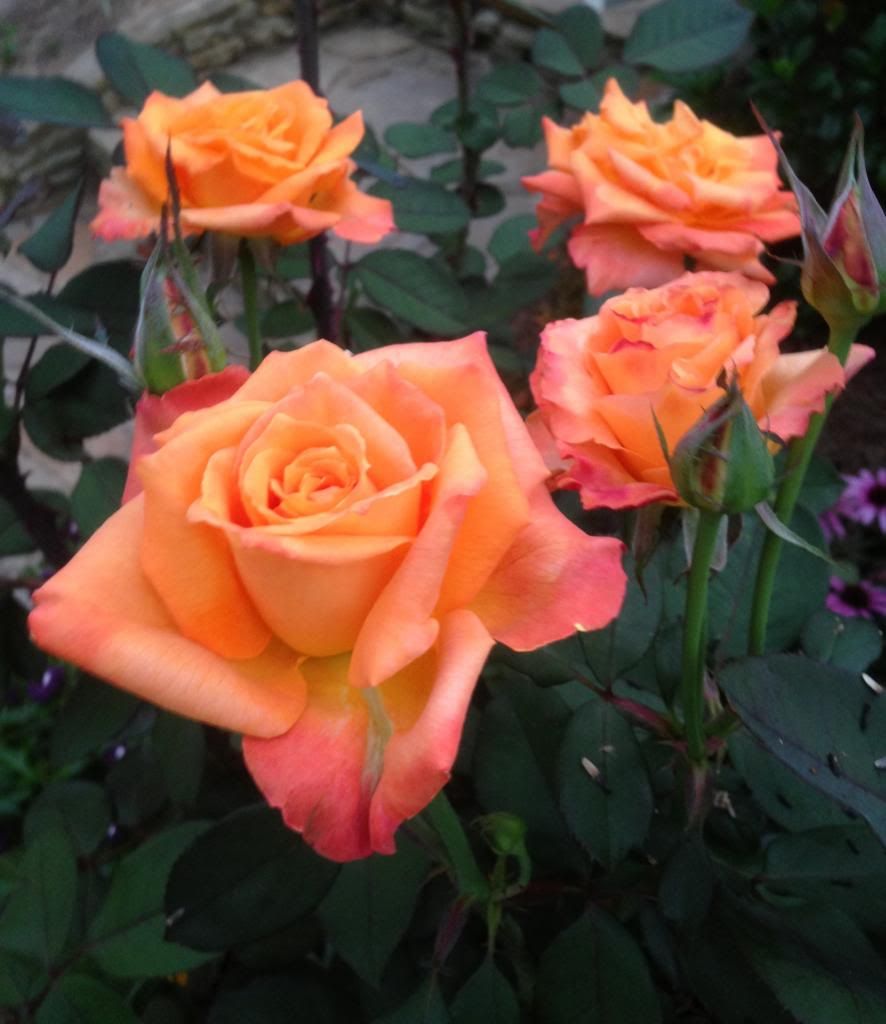  photo zzzce0901b_zps9eda910c.jpg