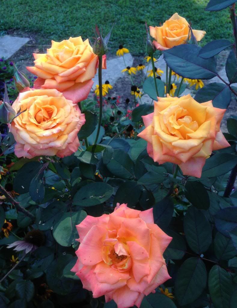  photo zzzce0904_zps7aa3749f.jpg