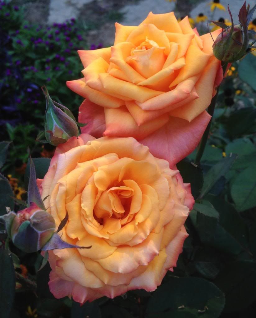 photo zzzce0904a_zpsdfef033e.jpg