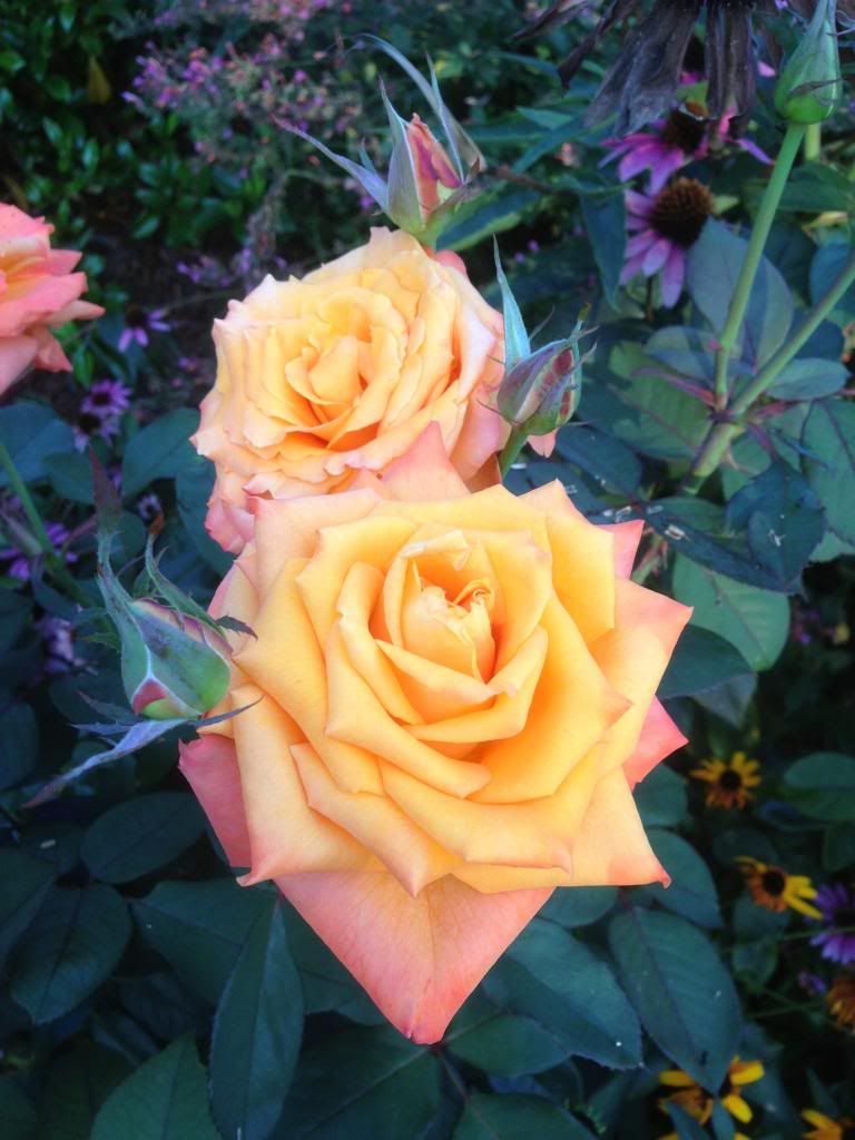  photo zzzce0904c_zps6d7b3283.jpg