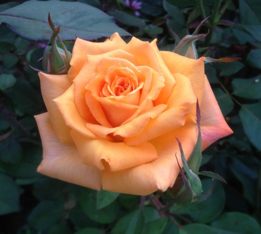  photo zzzce0905f_zpsf37b6cbd.jpg