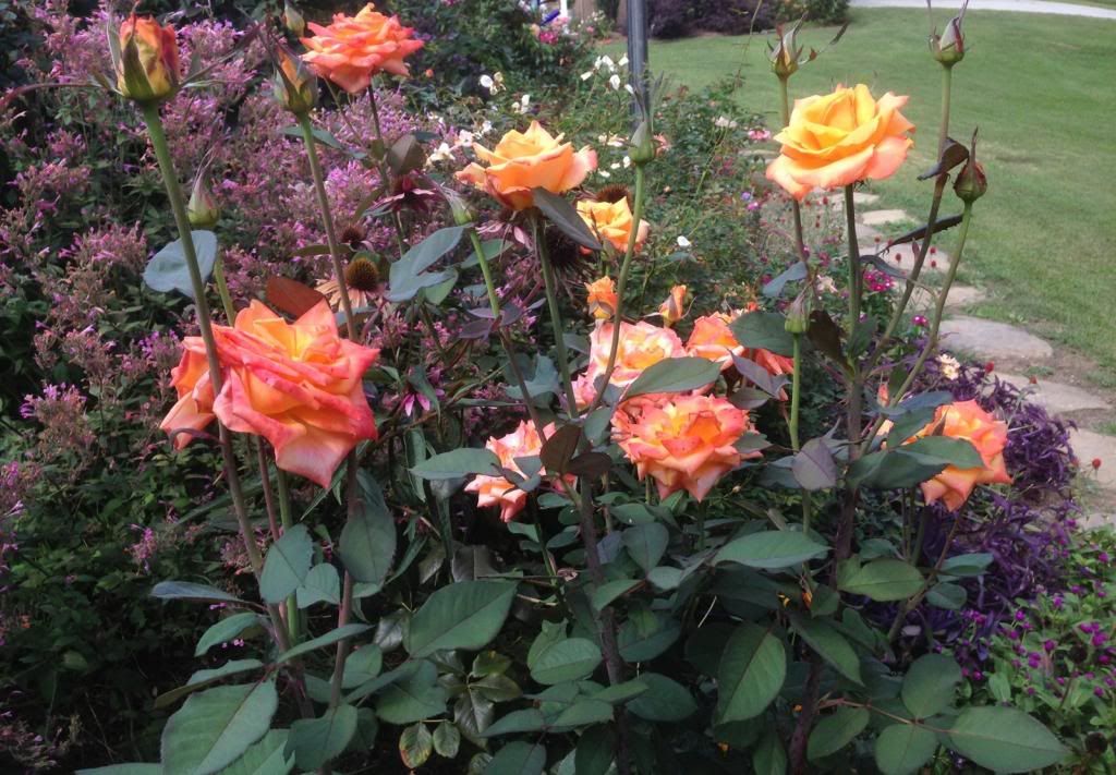  photo zzzce0912_zps35eeed20.jpg