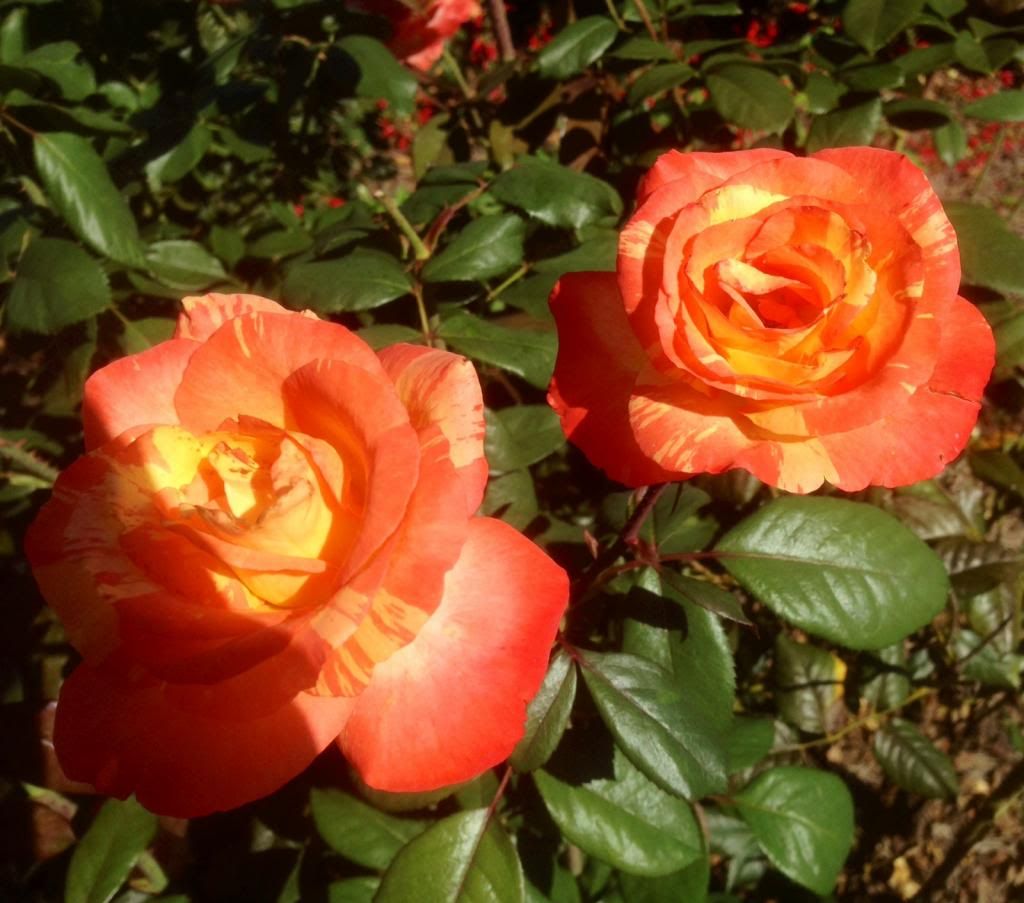  photo zzzchihuly0924_zps5f8c2c62.jpg