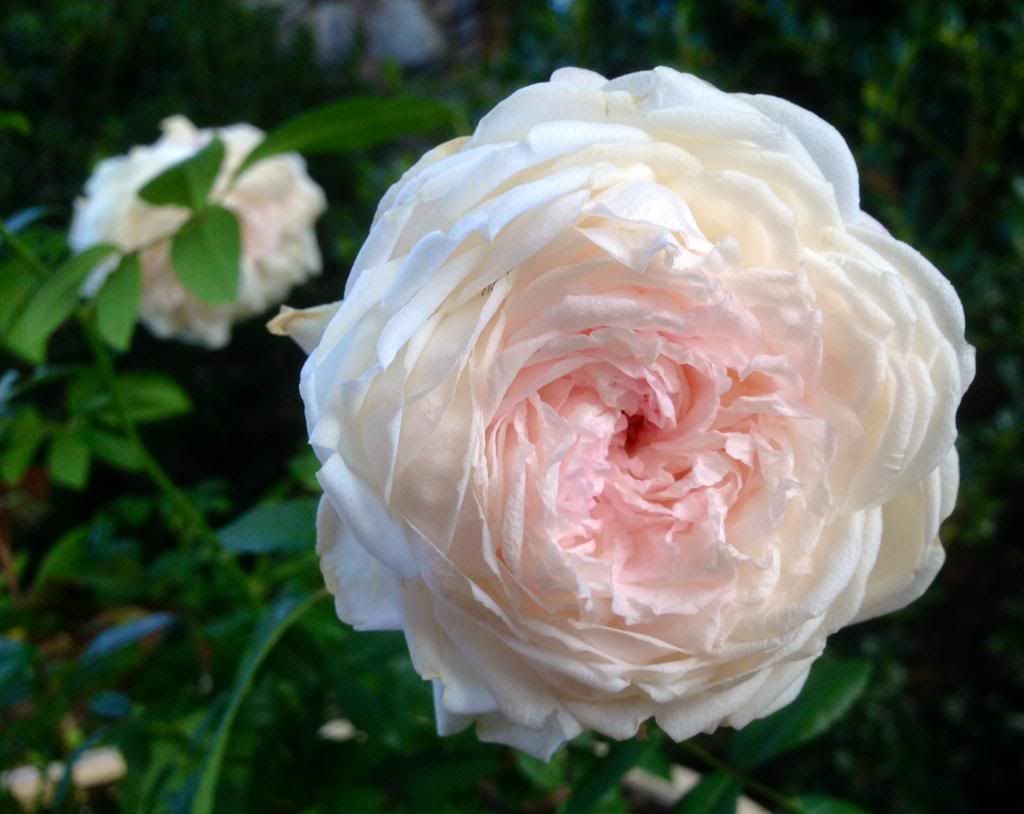  photo zzzclotilde1021_zps52269919.jpg