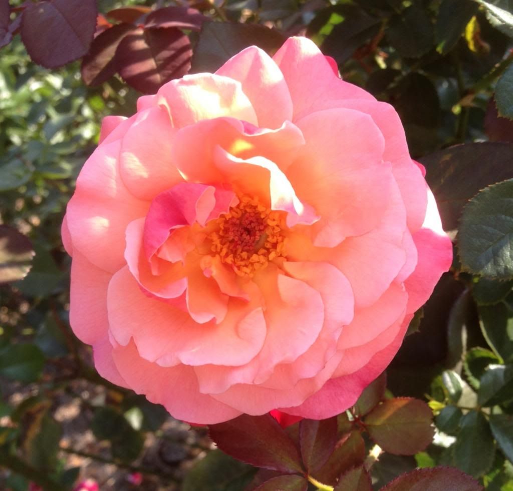  photo zzzcolorific0907c_zpsad33f045.jpg