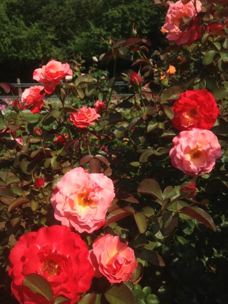  photo zzzcolorific0908a_zpse3c4c6b6.jpg