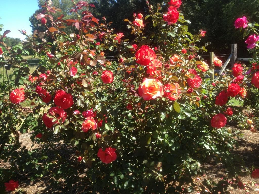  photo zzzcolorific0915d_zpsb83aae28.jpg