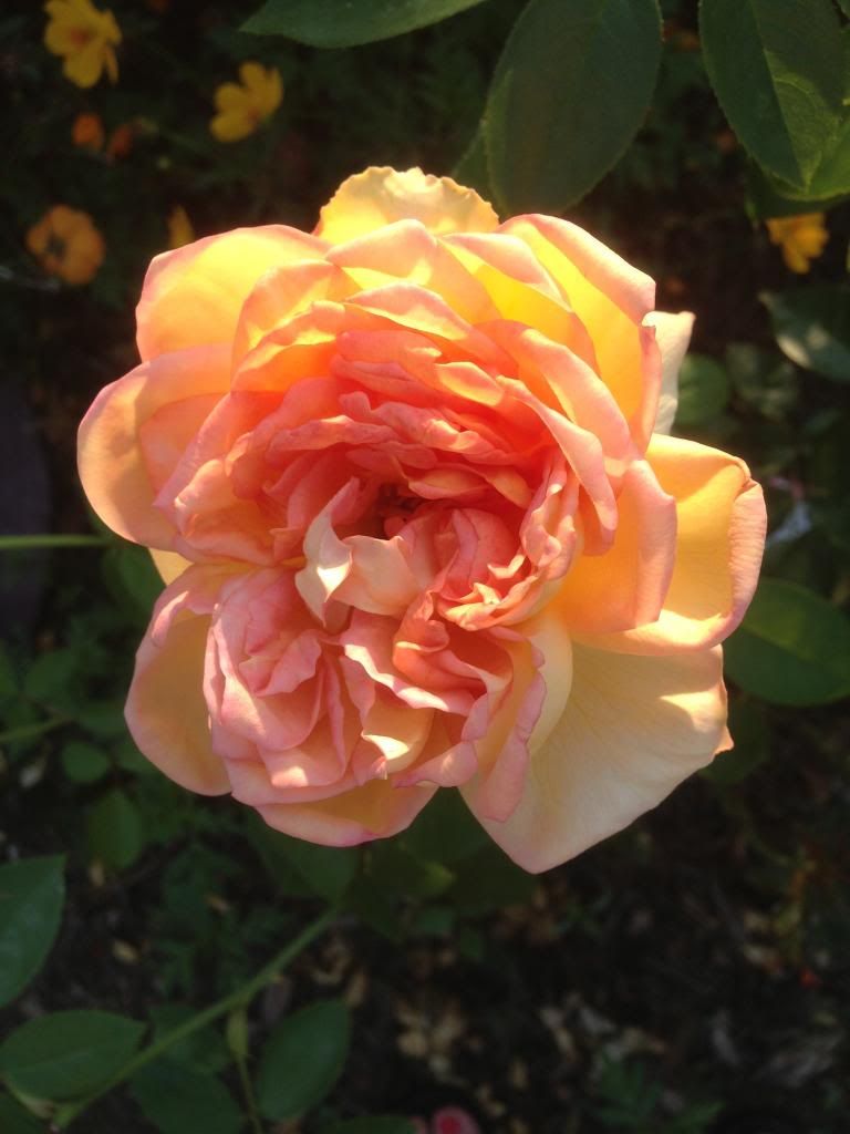  photo zzzcs0907b_zpsda220039.jpg