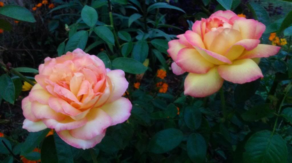 photo zzzcs1001a_zpse31d2e1c.jpg