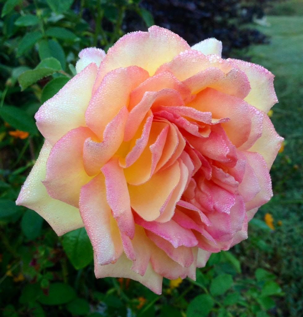 photo zzzcs1001d_zpsf501953a.jpg