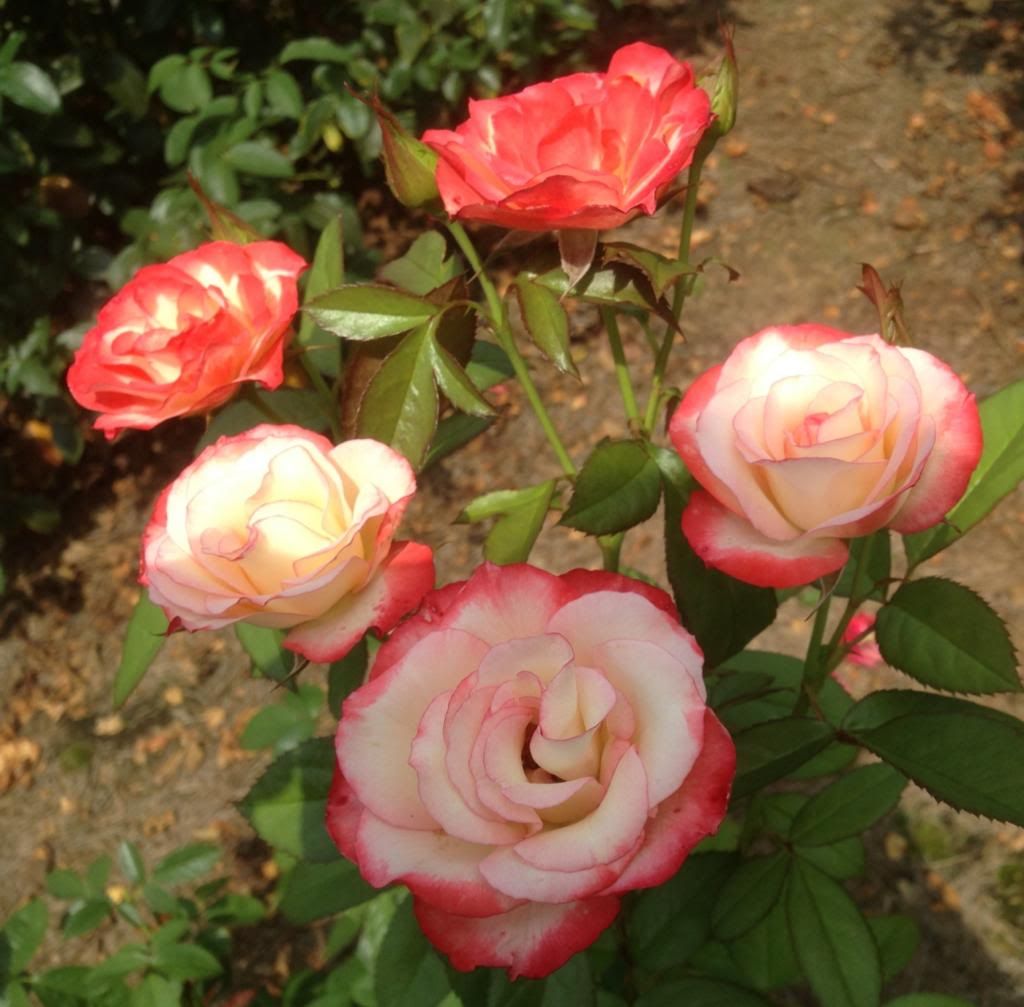  photo zzzcsk0825a_zpsa8099fc3.jpg