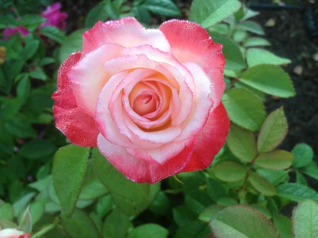  photo zzzcsk0911a_zps55600ea8.jpg