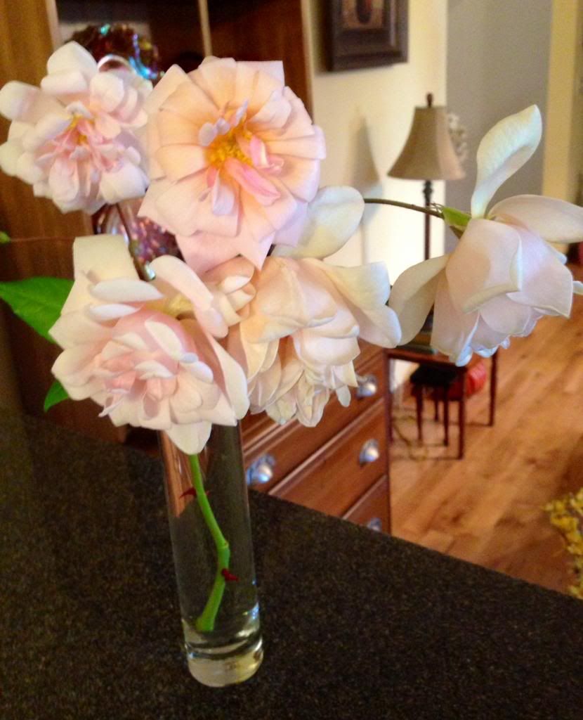 photo zzzcuttingspdo1111_zps0c4864fa.jpg