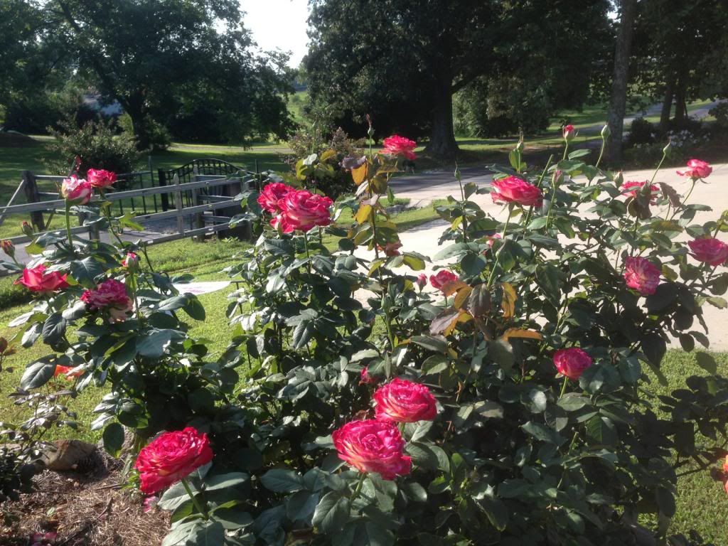  photo zzzdd0823a_zps8ccc3b13.jpg