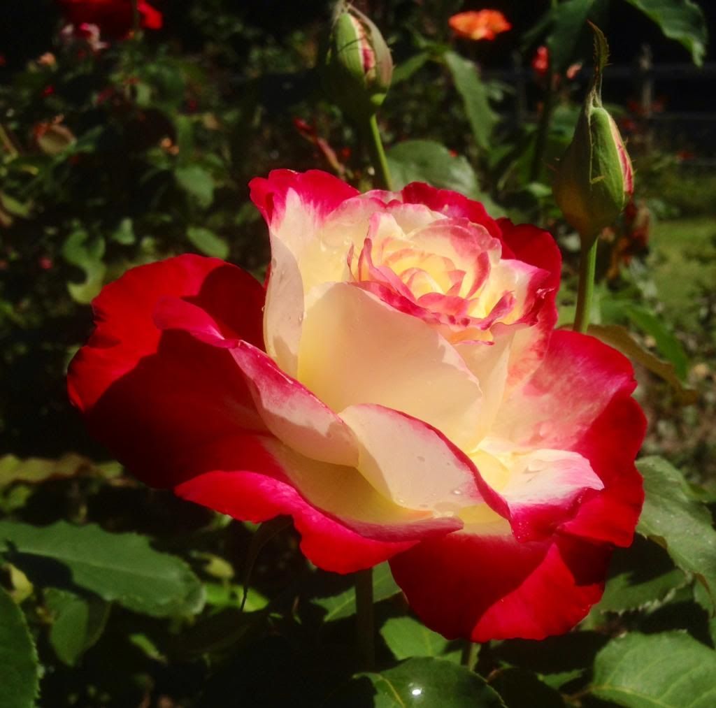 photo zzzdd0924b_zps979c05f1.jpg