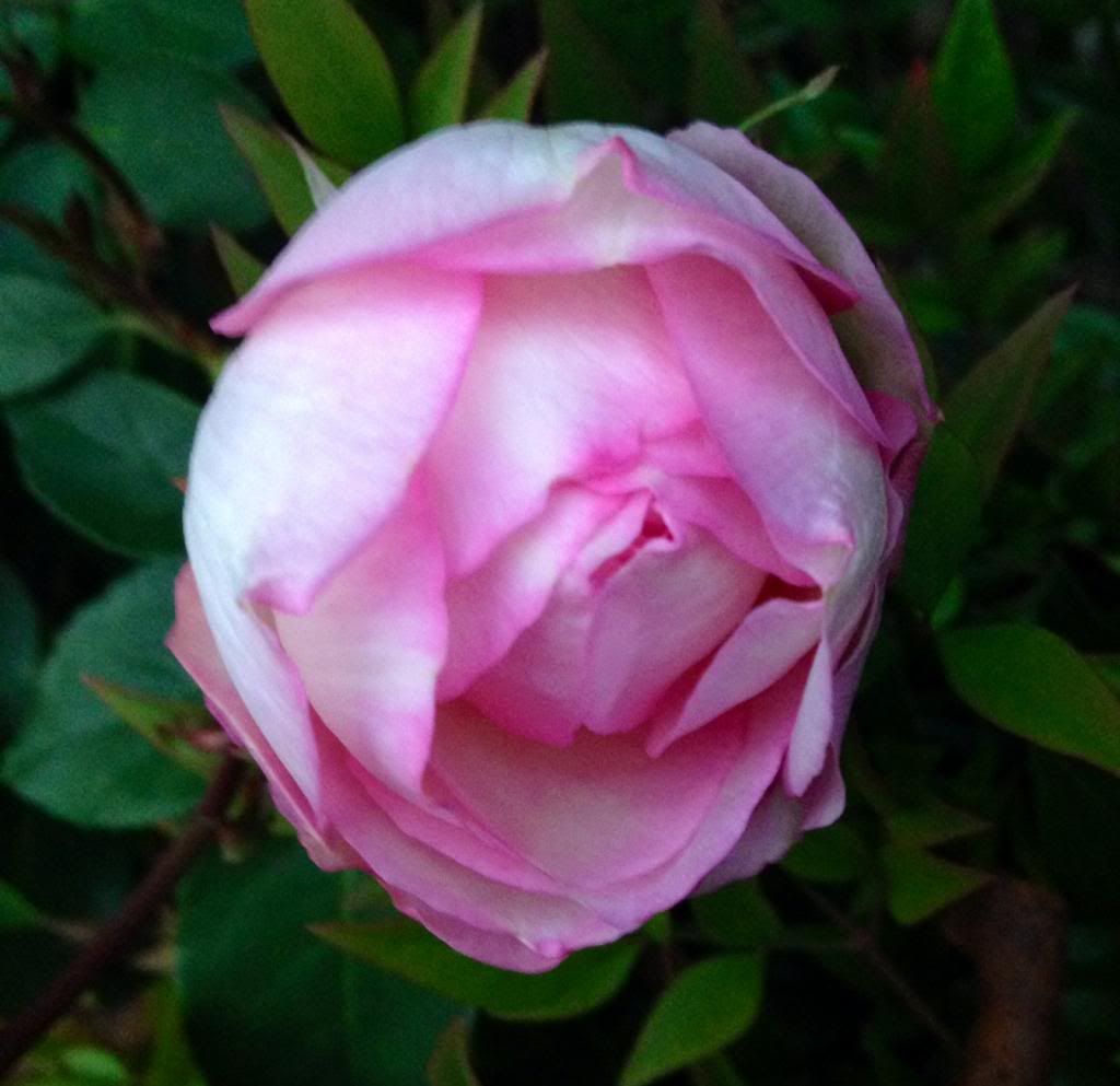  photo zzzddb1027_zpsb709d171.jpg