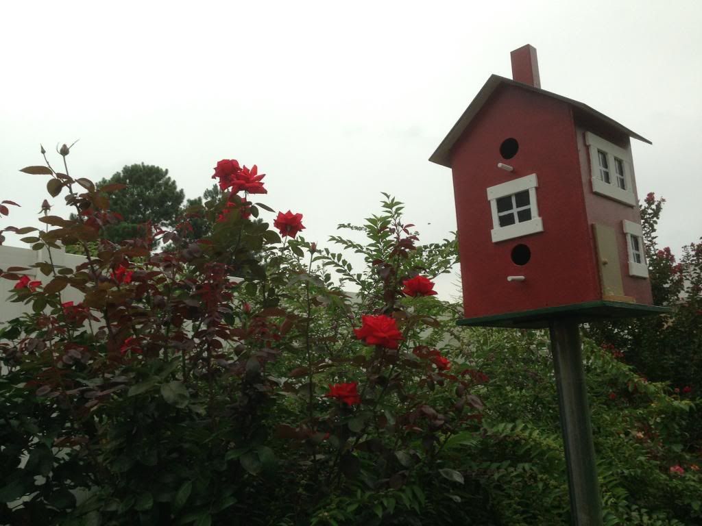  photo zzzdp0817b_zps60a50017.jpg