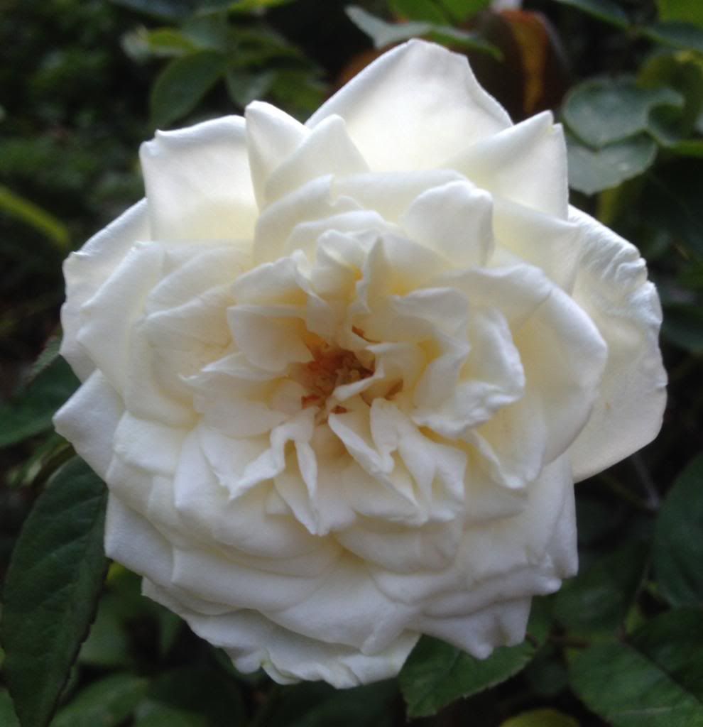  photo zzzducher1010_zps8128470d.jpg