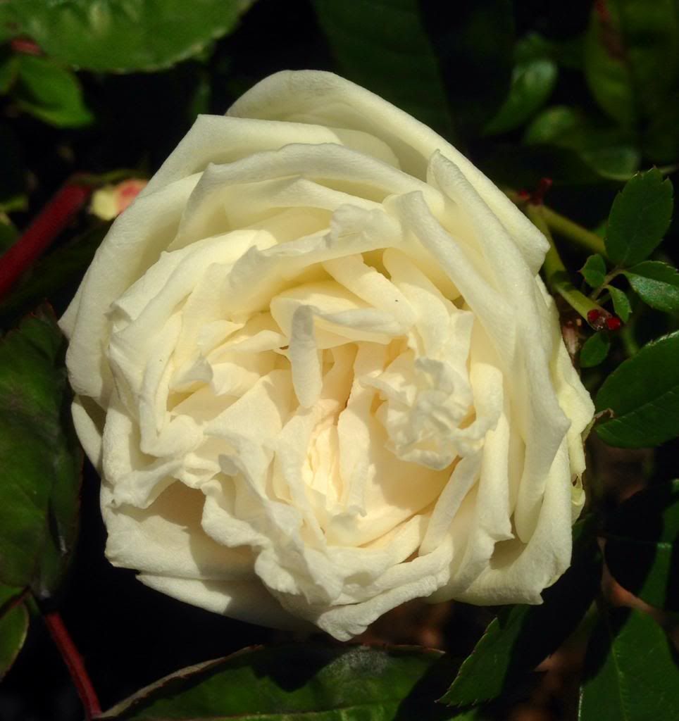  photo zzzducher1110_zps63509722.jpg