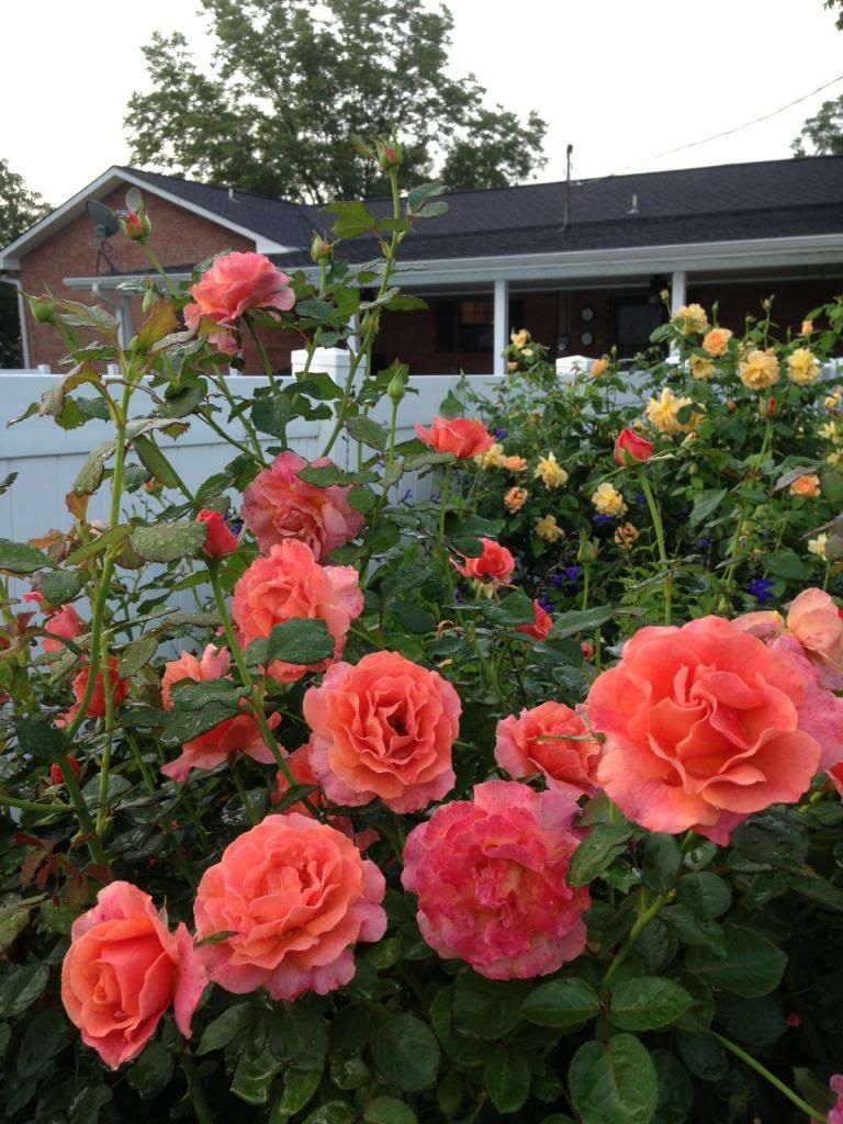 photo zzzedi0809_zps90a1bb61.jpg