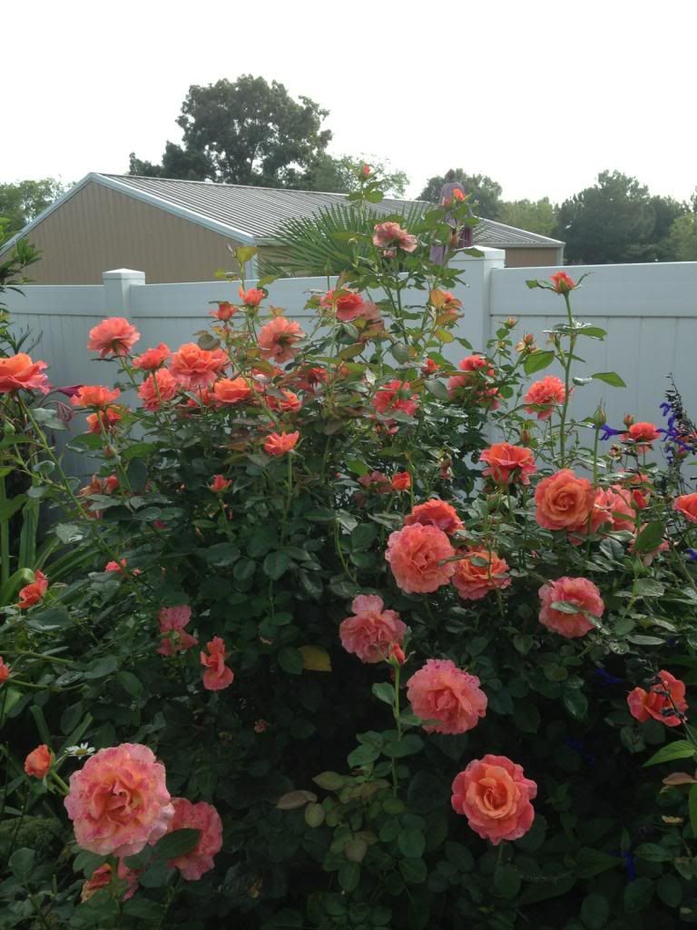 photo zzzedi0810c_zps4321ab48.jpg