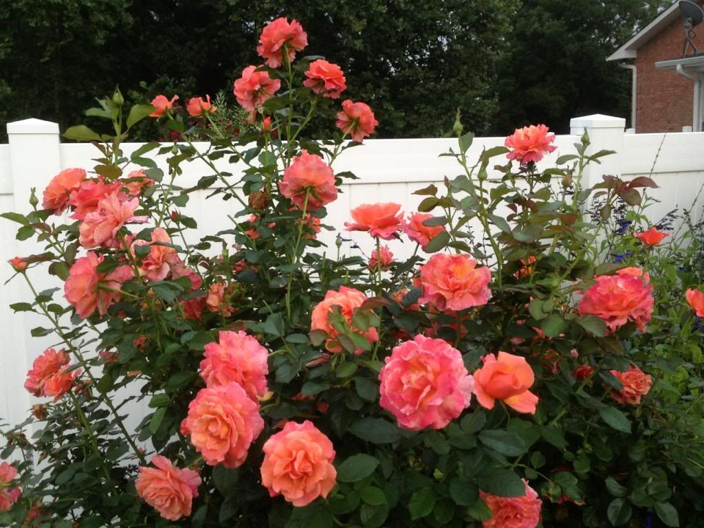  photo zzzedi0812b_zps9cee006c.jpg