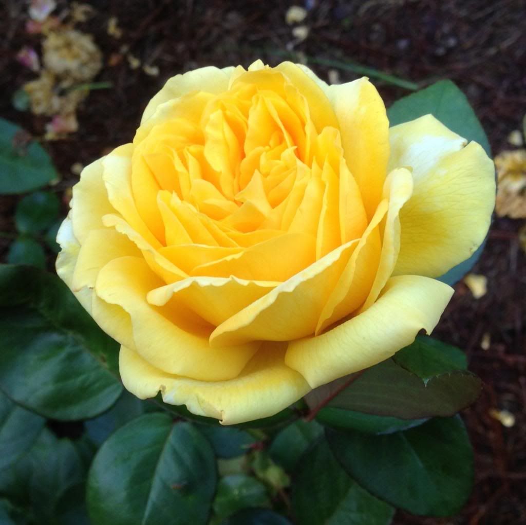  photo zzzef0828_zpsbd157458.jpg