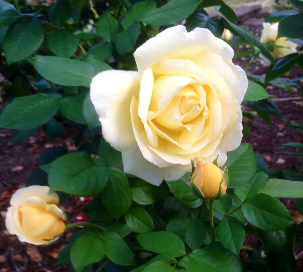  photo zzzef0913_zpsfab78b8c.jpg